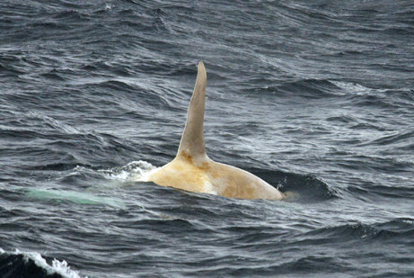 080307-ap-whale-picture_big.jpg