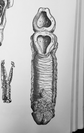 Figure 2: De humani corporis fabrica, fig. 27